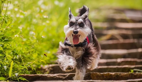 雪纳瑞掉毛体味重,雪纳瑞掉毛吗好养活吗图7