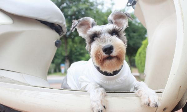 雪纳瑞掉毛体味重,雪纳瑞掉毛吗好养活吗图3