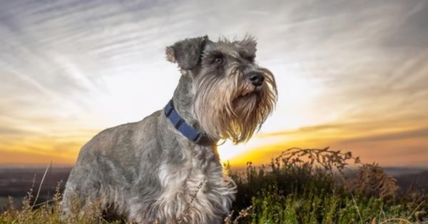 雪纳瑞掉毛体味重,雪纳瑞掉毛吗好养活吗图6