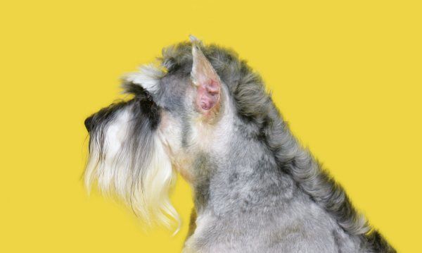 雪纳瑞掉毛体味重,雪纳瑞掉毛吗好养活吗图11