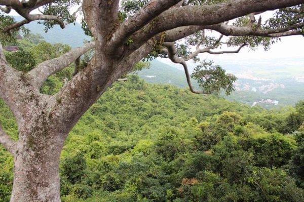 亚龙湾最好的度假村（亚龙湾鸟巢的浪漫入住体验）(7)