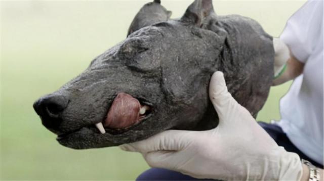 吸血怪兽太吓人（美洲最神秘的吸血怪兽）(4)