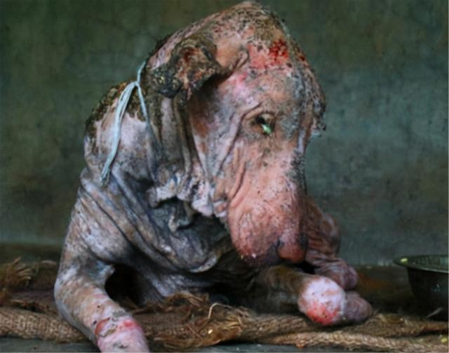 吸血怪兽太吓人（美洲最神秘的吸血怪兽）(13)