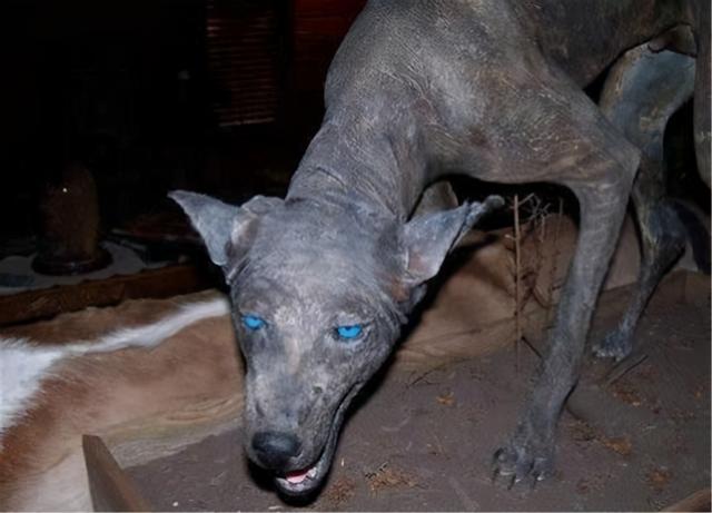 吸血怪兽太吓人（美洲最神秘的吸血怪兽）(1)