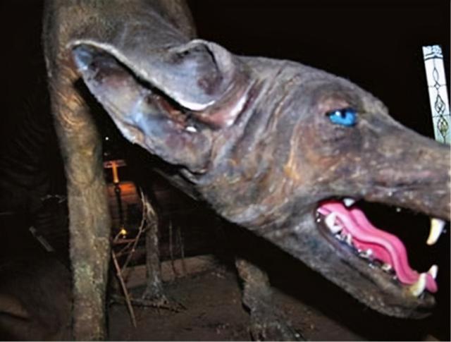 吸血怪兽太吓人（美洲最神秘的吸血怪兽）(7)