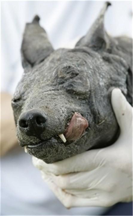 吸血怪兽太吓人（美洲最神秘的吸血怪兽）(11)