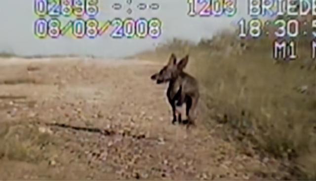 吸血怪兽太吓人（美洲最神秘的吸血怪兽）(6)