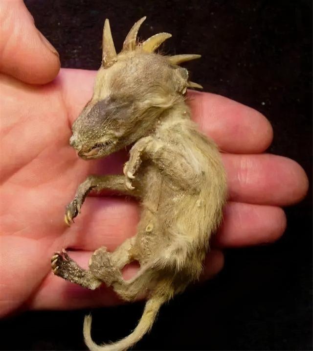 吸血怪兽太吓人（美洲最神秘的吸血怪兽）(10)