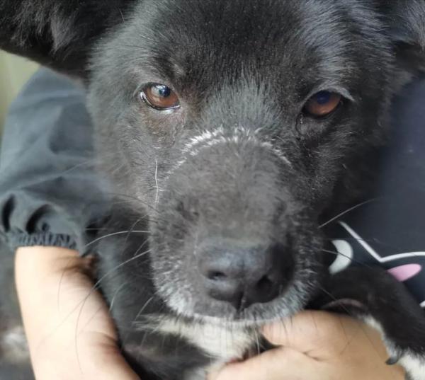 北京流浪宠物猫救助站（给了流浪猫狗一个）(2)