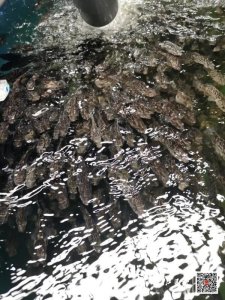 ​野生石斑鱼和养殖石斑鱼的区别是什么？ 没有海也能养海鲜