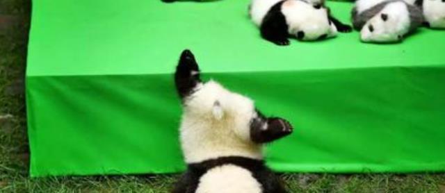 为什么大熊猫喜欢抱饲养员大腿？是撒娇吗？看完算搞懂了