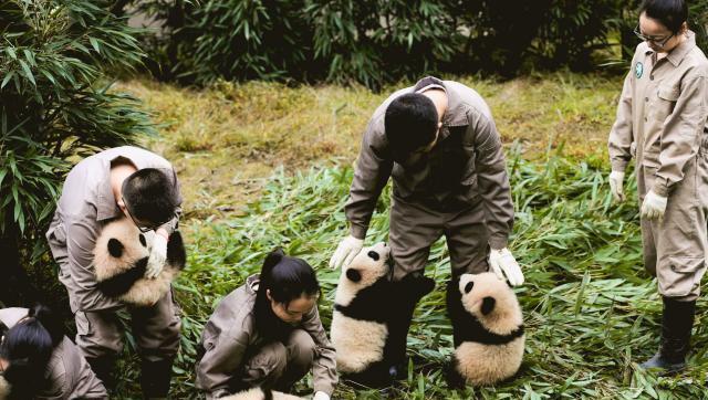 为什么大熊猫喜欢抱饲养员大腿？是撒娇吗？看完算搞懂了