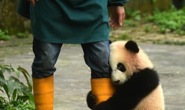 为什么大熊猫喜欢抱饲养员大腿？是撒娇吗？看完算搞懂了