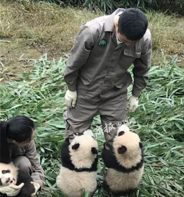 为什么大熊猫喜欢抱饲养员大腿？是撒娇吗？看完算搞懂了