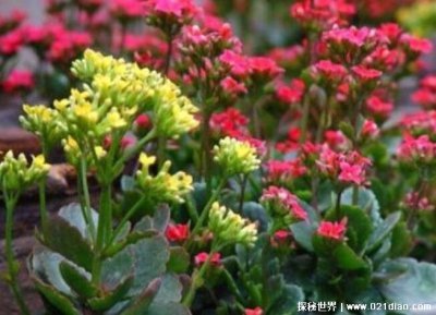 ​长寿花为什么致癌，致癌是谣传(对人体有好处)