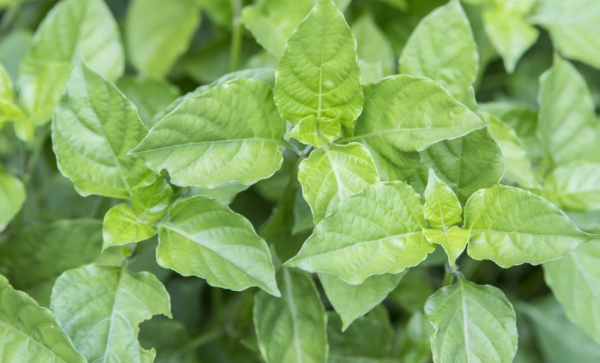 宽叶十万错能当菜吃,宽叶十万错能当菜吃吗图4