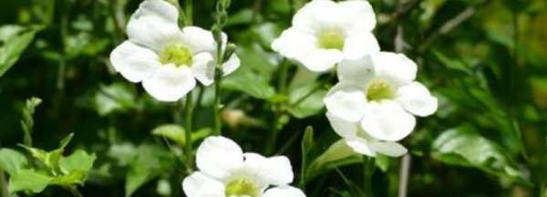 宽叶十万错能当菜吃,宽叶十万错能当菜吃吗图1