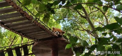 ​浠佹尝鍒囷紝杩欎釜姊楁€庝箞鐏殑馃敟