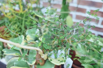 ​童话树怎么养，童话树图片