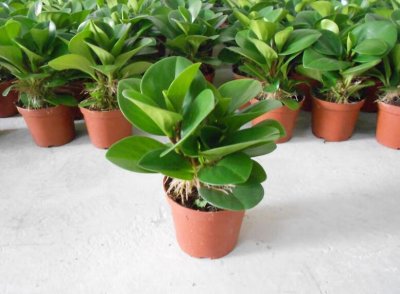 ​碧玉是喜阴植物还是喜阳植物