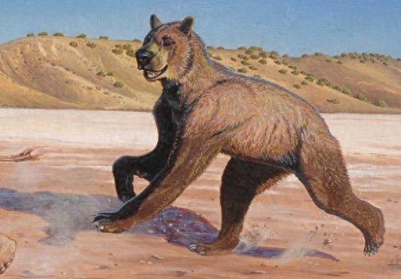 短面熊-巨型掠食动物