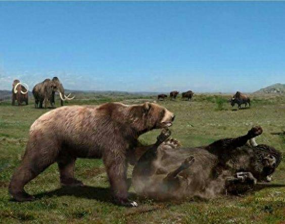 短面熊-巨型掠食动物