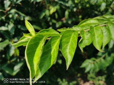 ​忍冬的功效与作用