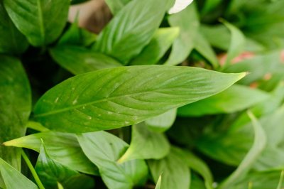 ​白掌和红掌哪个好养，风水更好？