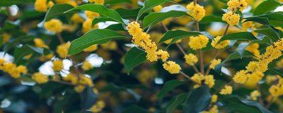 ​果树修剪的主要方法有哪些