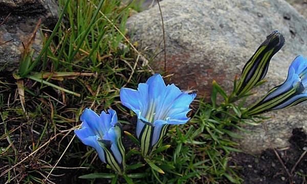 青藏高原海拔高对动植物的影响,为什么青藏高原不长树木图4