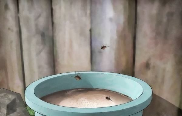 臭虫怕什么植物一家有臭虫养什么花好,臭虫怕什么图5