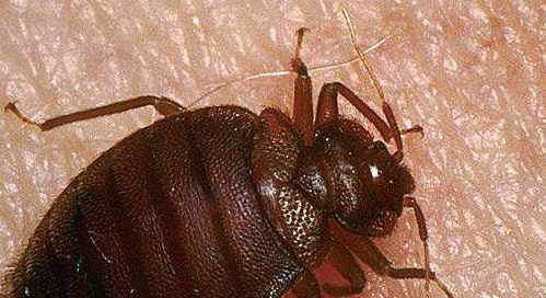 臭虫怕什么植物一家有臭虫养什么花好,臭虫怕什么图3