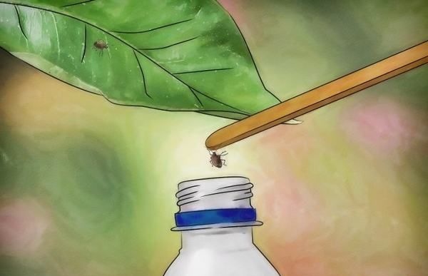 臭虫怕什么植物一家有臭虫养什么花好,臭虫怕什么图8