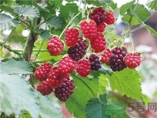 孕妇可以吃覆盆子吗?孕妇吃覆盆子会怎样?