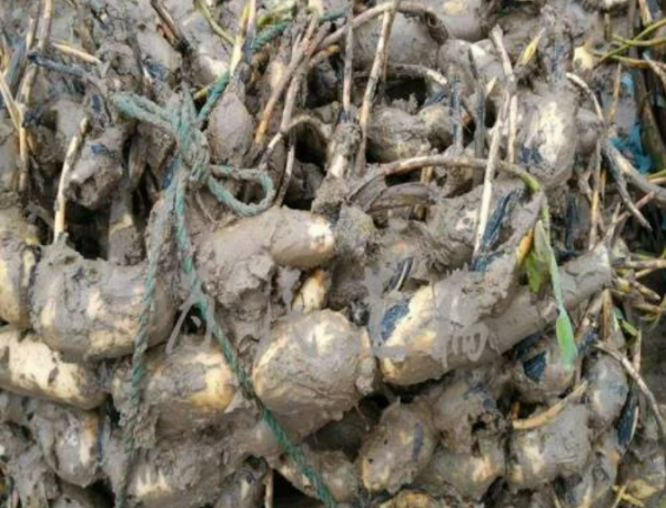 藕如何保存保鲜,怎样使莲藕保鲜 如何保存莲藕不变黑图6