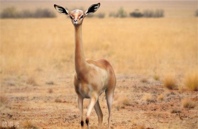 网络图片(侵删)