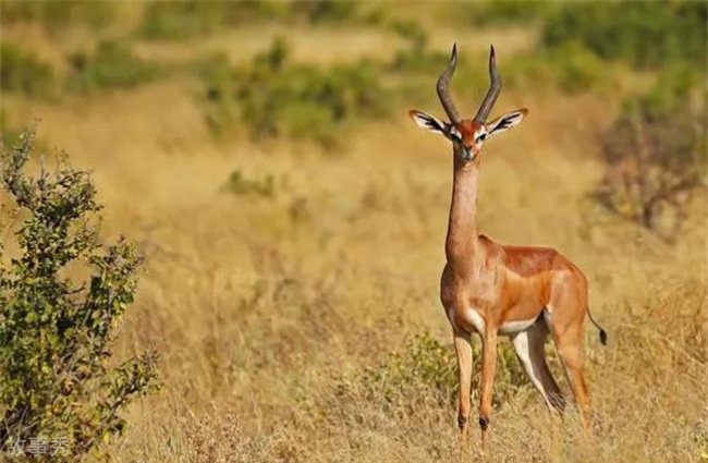 网络图片(侵删)