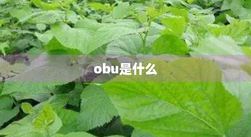 obu是什么