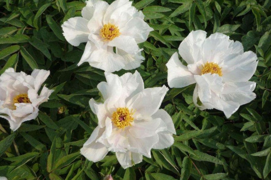 油牡丹和观赏牡丹的区别(图3)