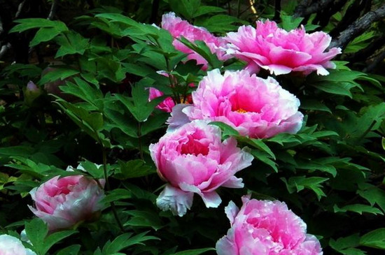 油牡丹和观赏牡丹的区别(图4)