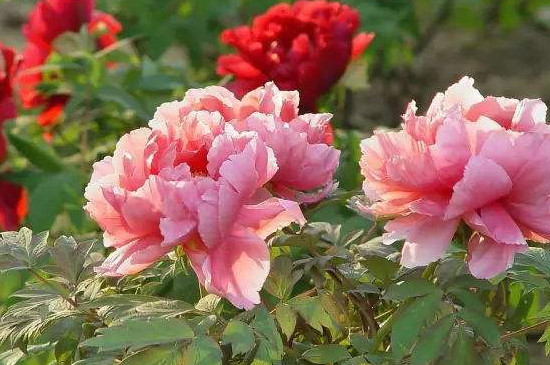 油牡丹和观赏牡丹的区别(图2)