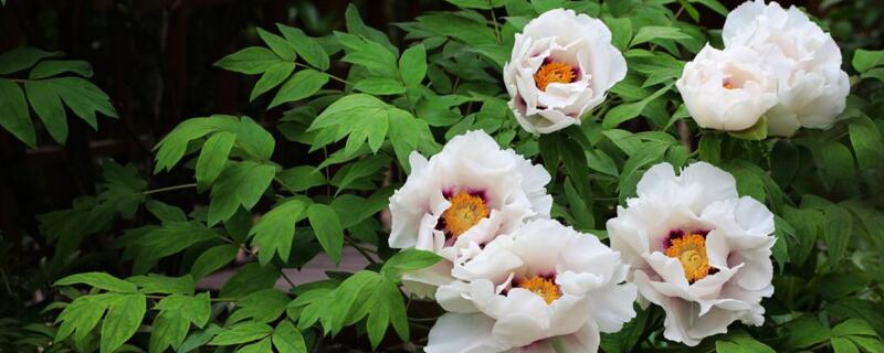 油牡丹和观赏牡丹的区别(图1)