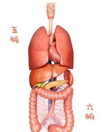 成语五脏六腑的腑是什么意思