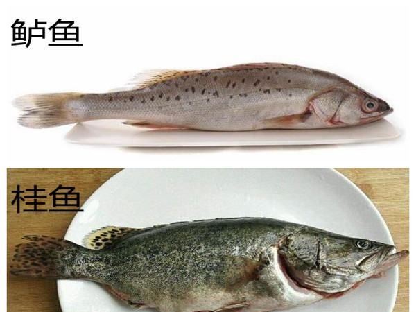 鲈鱼和桂鱼的区别,鲈鱼和桂鱼一样吗图4