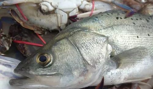 清蒸桂鱼好吃还是鲈鱼好吃