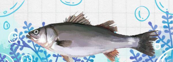 鲈鱼和桂鱼的区别,鲈鱼和桂鱼一样吗图1