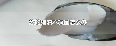 ​熬的猪油不凝固怎么办