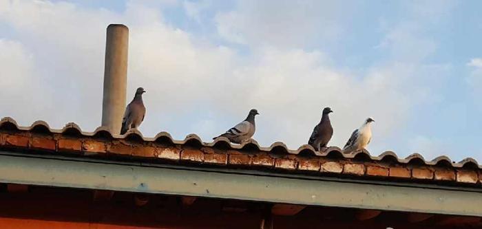 跟拍一对家鸽的成长历程, 满满感动不忍心烹饪, 放生!