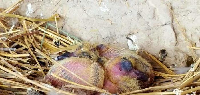 跟拍一对家鸽的成长历程, 满满感动不忍心烹饪, 放生!