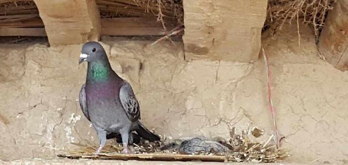 跟拍一对家鸽的成长历程, 满满感动不忍心烹饪, 放生!